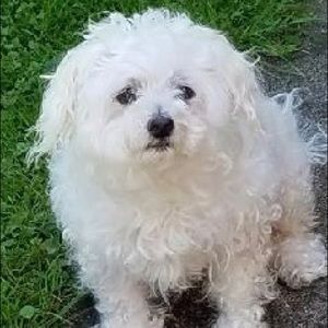 Meet your Posher, Patsy